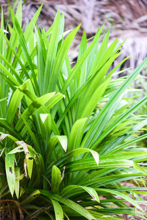 Pandan leaf plant growing on the Pandan trees garden for natural herbs ingredient in Asian Thai kitchen foodの写真素材