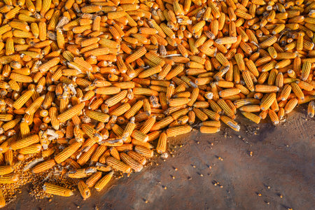 Pile of ripe corn harvest from field for sale industry, harvesting corn asian agricultural products