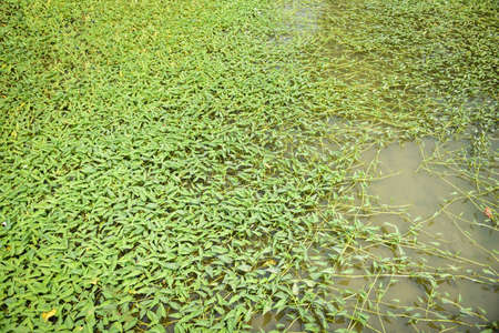 Morning glory plant growth on pond, morning glory vegetable water weedの写真素材