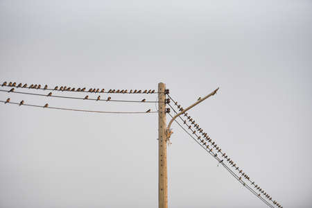 Birds on the wire, Little birds on a cableの写真素材