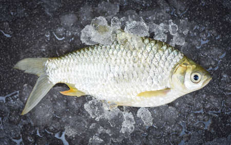 Silver Barb fish on ice,  Java Barb Carp Fish on market food