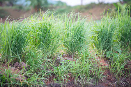 Fresh lemon grass tree herbal plant green leaf background, for ingredients  thai food cooking vegetables in the kitchen, Growing lemongrass planting agricultureの写真素材