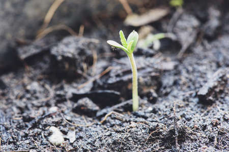 cannabis seeds on soil background, close up of planting hemp seeding agriculture herbal medicine,...
