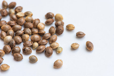 cannabis seeds on white background, close up of hemp seeds for planting agriculture herbal medicine, marijuana seedの写真素材