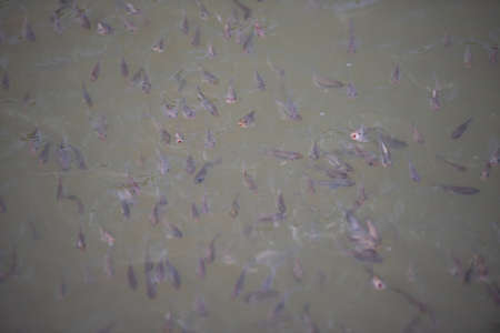 small fish Tilapia fish freshwater on the water surface pond, little tilapia farm