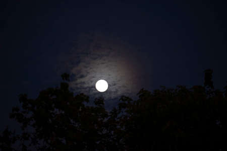 Full moon on night sky back silhouette tree, Moon over light