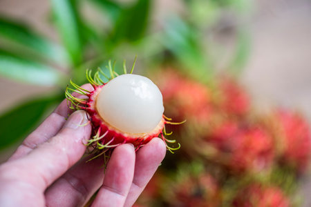 Rambutan fruit on hand harvest from the garden, Fresh and ripe rambutan sweet tropical fruit peeled rambutan with leavesの写真素材