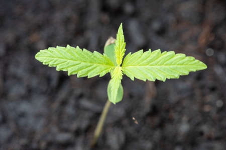Marijuana seed natural small green hemp sprout seedling, cannabis seeds on soil background, close up of planting hemp seeding agriculture herbal medicineの写真素材