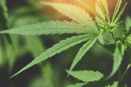 Cannabis leaf, Marijuana leaves cannabis plant tree growing on farm, Hemp leaf for extract medical...