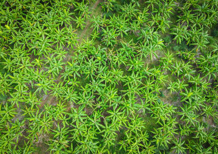 Aerial view of the banana leaf green fields nature agricultural farm  background, top view banana...
