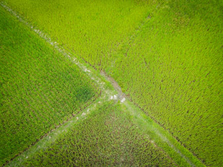 Aerial view of the green rice fields nature agricultural farm background, top view rice field from above with pathway agricultural parcels of different crops in green , Birds eye viewの写真素材