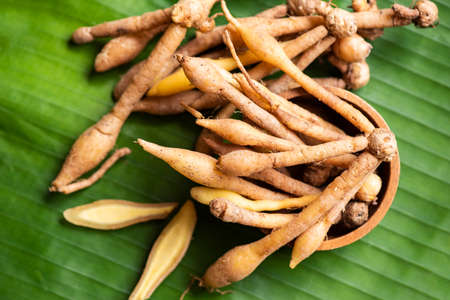Kaempfer root for food and Thai or Chinese herbal medicine nature - Other names Fingerroot ( Chinese Ginger, Galingale, Kaempfer, Boesenbergia rotunda, Krachai )の写真素材