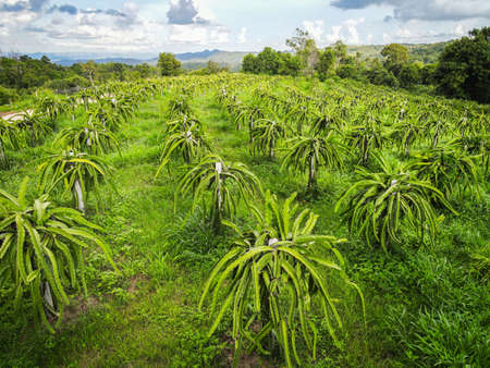Aerial view of the dragon fruit green fields nature agricultural farm background, top view dragon...