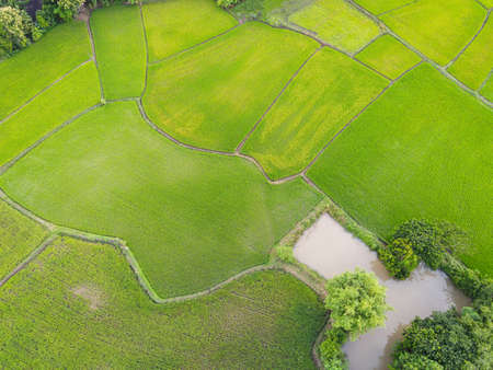 Aerial view of the green rice fields nature agricultural farm background, top view rice field from above with pathway agricultural parcels of different crops in green and water pond, Birds eye viewの写真素材
