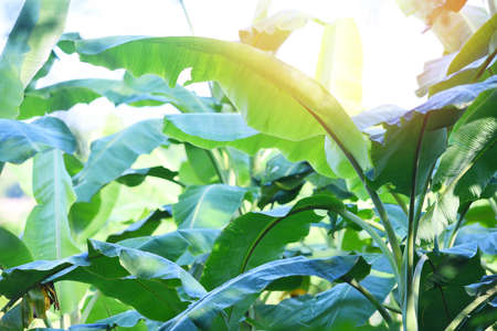 Banana leaf background on banana tree with sunlight in the garden, banana plantation agricultural farmの写真素材