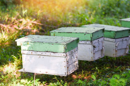 Bee apiary bee hive for harvesting honey, Beekeeper beehive with bees flying to the landing boards....