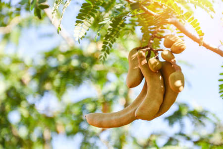 Tamarind tree, ripe tamarind fruit on tree with leaves in summer background, Tamarind plantation agricultural farm orchard tropical gardenの写真素材