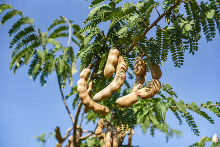 Tamarind tree, ripe tamarind fruit on tree with leaves in summer background, Tamarind plantation agricultural farm orchard tropical gardenの写真素材