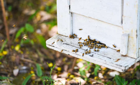 Bee apiary bee hive for harvesting honey, Beekeeper beehive with bees flying to the landing boards. Apicultureの写真素材
