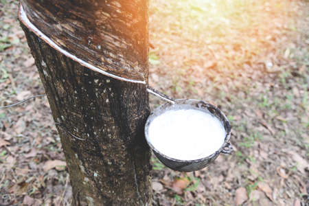 Rubber plantations with rubber latex in bowl extracted from rubber tree plantation agriculture of asian for natural latexの写真素材