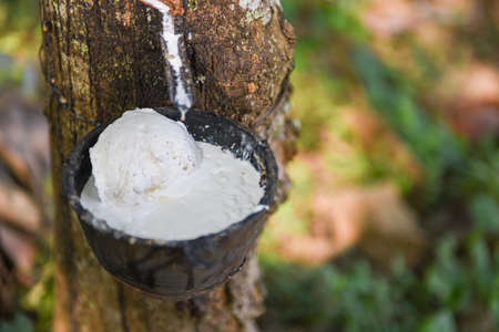 Rubber plantations with rubber latex in bowl extracted from rubber tree plantation agriculture of asian for natural latexの写真素材