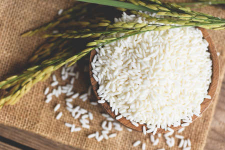 Jasmine white rice in wooden bowl and harvested yellow rip rice paddy on sack, harvest rice and food...