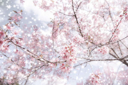 Wild Himalayan Cherry Blossom, beautiful pink sakura flower at winter with snow landscape