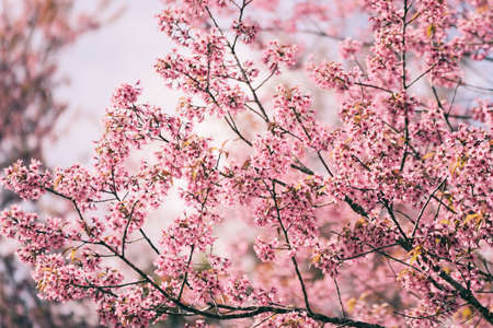 Wild Himalayan Cherry Blossom on tree, beautiful pink sakura flower at winter landscape tree with blue skyの写真素材