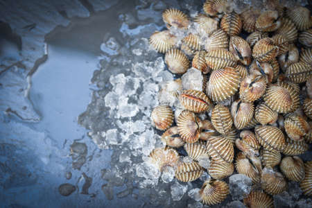 Cockles on ice background, Fresh raw shellfish blood cockle ocean gourmet seafood in the restaurantの写真素材