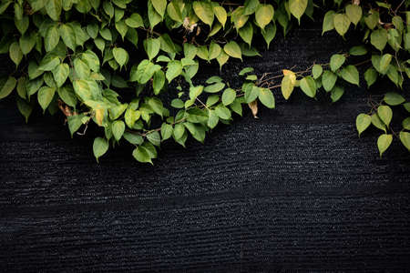 green leaves on wall vines natural green plant leaf texture on dark backgroundの写真素材