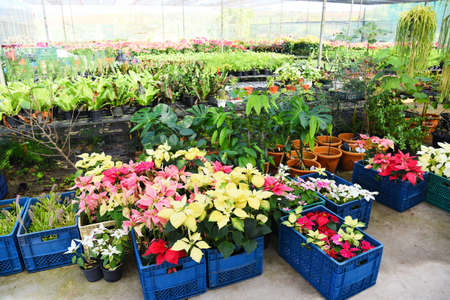 Green house with various kinds plant in pot background, Nursery flower and plant growing for decorate in the gardenの写真素材