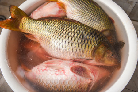 Carp fish, Fresh raw fish on basin for cooked food and dark background, common carp freshwater fish...