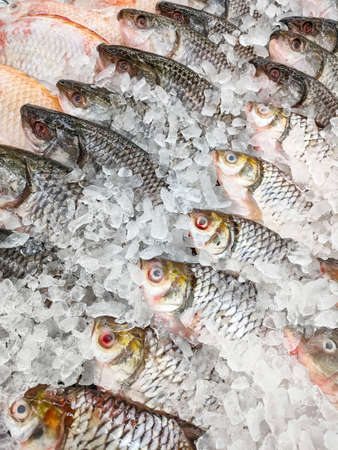 Fresh Silver barb fish for sale in the market seafood restaurant, raw carp fish on iceの写真素材