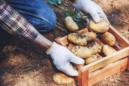 Fresh potato plant, farmer harvest of ripe potatoes in wooden box agricultural products from potato...