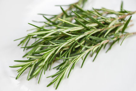 rosemary herb, fresh rosemary on white backgroundの写真素材