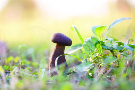Fresh raw wild mushroom organic food in a forest autumn - cep, black penny bun, porcino or king...