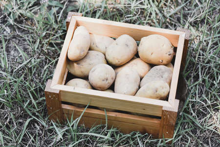 Fresh potato plant, harvest of ripe potatoes in wooden box agricultural products from potato fieldの写真素材