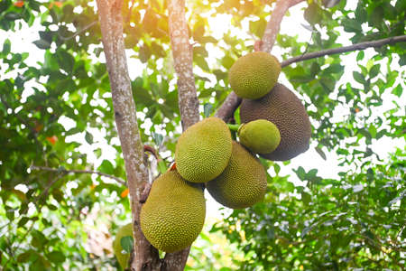 jackfruit on the jackfruit tree tropical fruit summer on nature leaf background