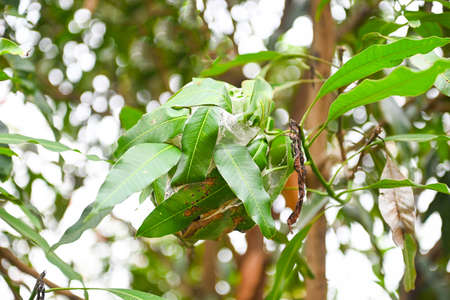Red ant nest on lychee tree, Ant nest with leaf on green tree