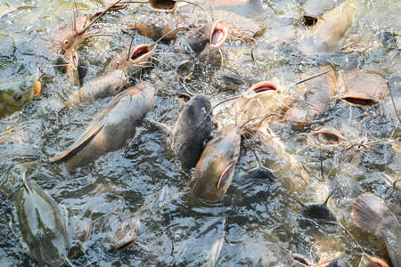 Catfish eating food on the catfish farm, feeds many freshwater fish agriculture aquaculture, catfish...