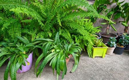 leaf ornamental plant on the nature plant tree, green plants many kinds growing in the garden decorate front garden Variegated plants leaves, fern gardenの写真素材