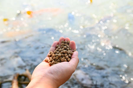 Feed the fish, close up brown pellets feeds for fish in hand, feed fish from feeding food on water surface ponds on water surface ponds, fish farmの写真素材