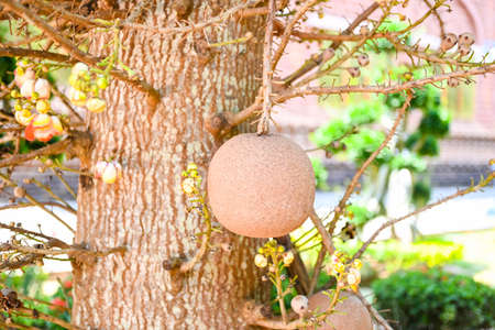 Cannonball fruit on the cannonball tree with flower, Shorea robusta Dipterocarpaceae - Sal, Shal, Sakhuwan, Sal Tree, Sal of India, Religiosaの写真素材