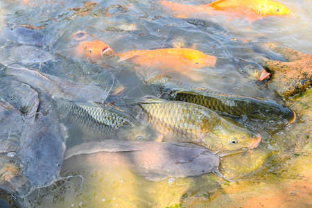 Fish farm floating for breathe on top water in lake near river Asian, Orange golden carp fish tilapia and catfish eating from feeding food on water surface ponds on water surface pondsの写真素材