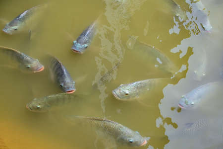Tilapia fish on freshwater, tilapia fish swimming in a pond, tilapia farm