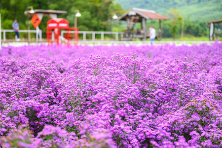 cutter flower field with pink or purple flowers on field nature garden  beautiful flower blooming in summerの写真素材