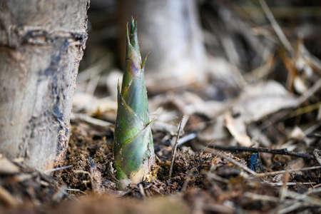 Bamboo shoot on ground in the bamboo forest , Fresh raw bamboo shoots on nature backgroundの写真素材