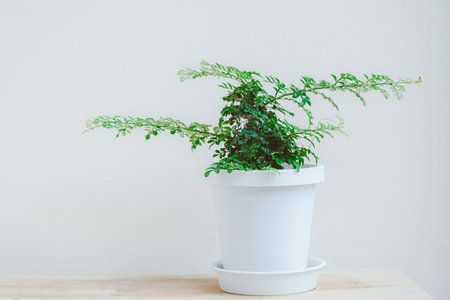 Minimal plant tree with Feroniella lucida , small trees in white pots for decoration in home gardenの写真素材