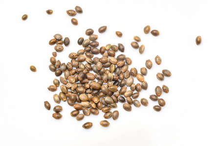 Cannabis seeds , Hemp seeds , Marijuana seed , cannabis seed isolated on white background for planting. THC CBDの写真素材