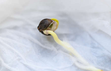 Cannabis Seedling on tissue wet for planting , close up Sprout Cannabis seeds , Hemp seeds ,...